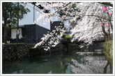 【春】桜並木