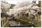 【春】桜並木